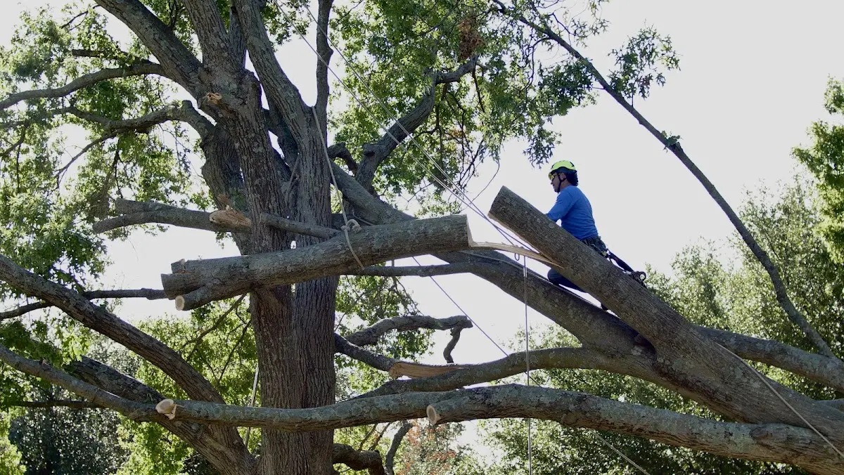 Professional Crown Thinning performed by certified arborists in Wingett Run