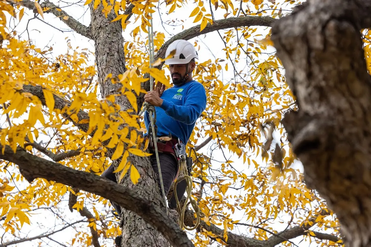 Skilled Tree Pruning crew working in Wingett Run
